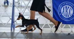 Reh-Pin's Fede Suspect on the Run