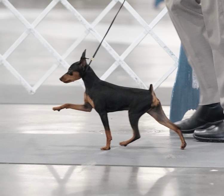 GCh Marlex Queen of salsa