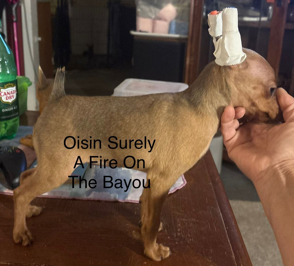 Oisin Surely A Fire On The Bayou